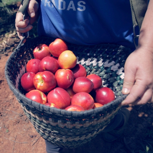 citran, empresa de citricos, citricos andalucia, citricos y fruta de hueso, fruta de hueso citran, fruta ecologica españa, fruta españa, fruta de buena calidad, fruta por mayor, proveedor de fruta de hueso, proveedor de citricos